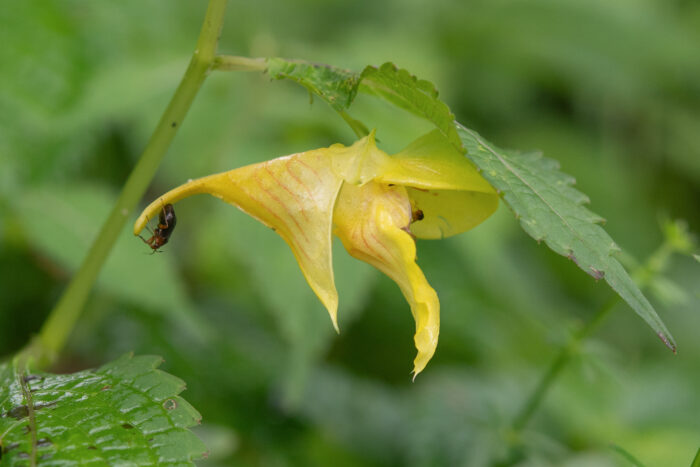 Arunachal plant (Impatiens)