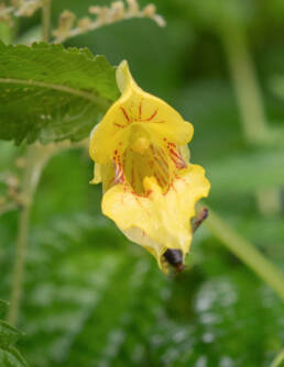 Arunachal plant (Impatiens)