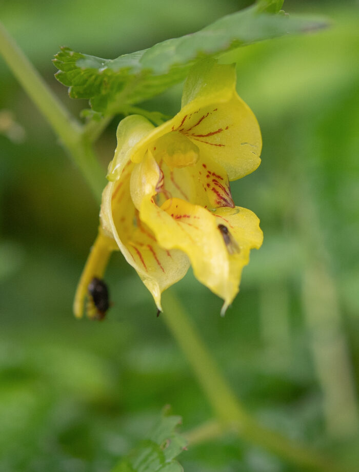 Arunachal plant (Impatiens)