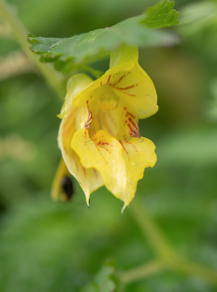 Arunachal plant (Impatiens)