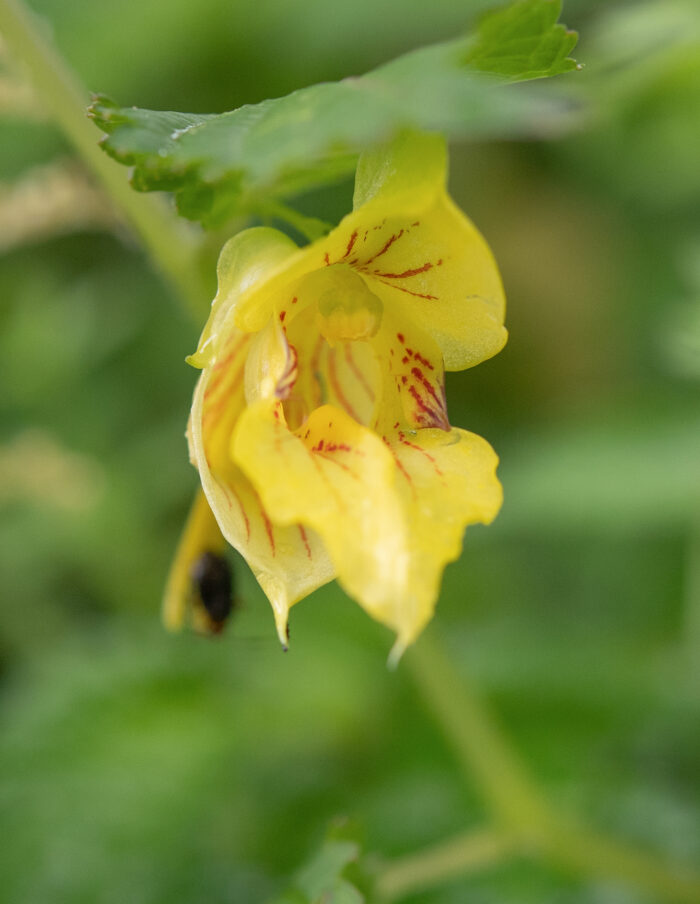 Arunachal plant (Impatiens)