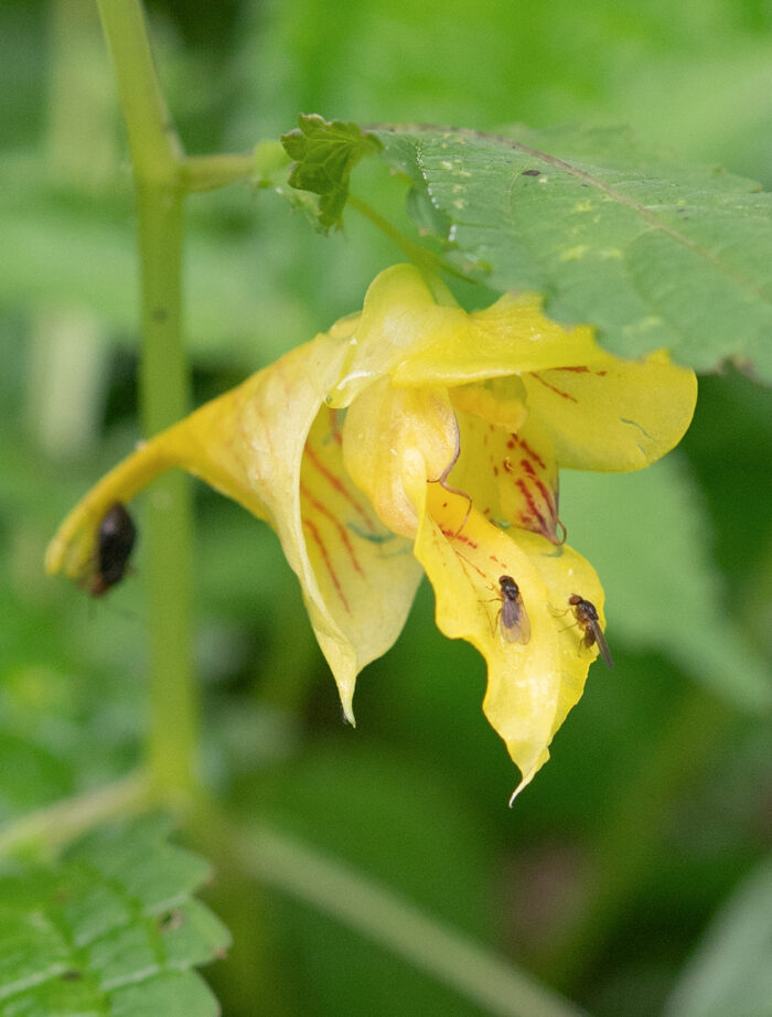 Arunachal plant (Impatiens)