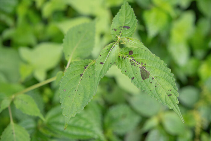 Arunachal plant (Impatiens)