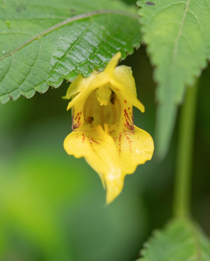 Arunachal plant (Impatiens)