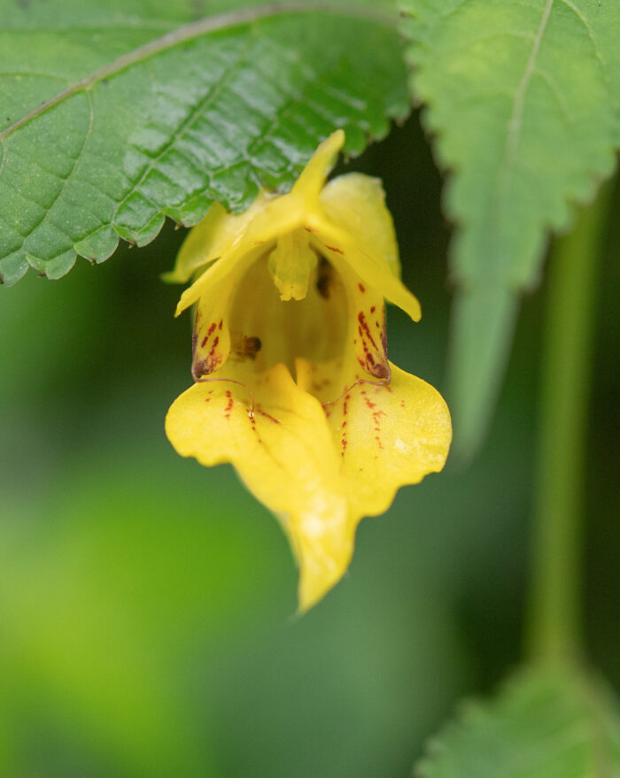 Arunachal plant (Impatiens)