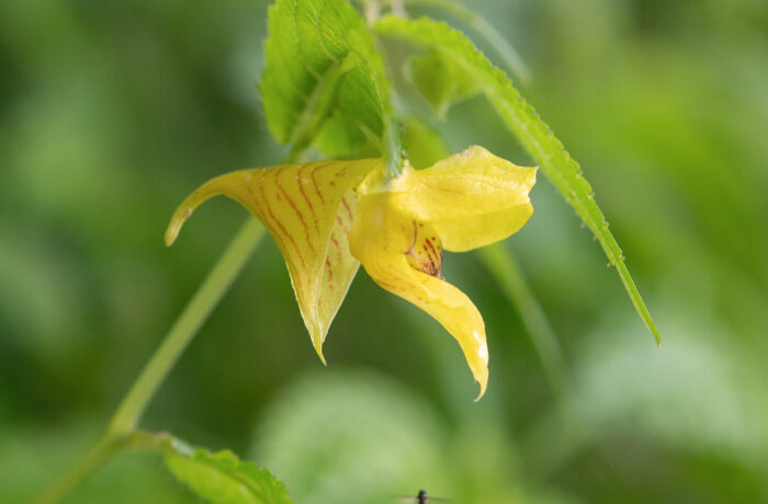 Arunachal plant (Impatiens)