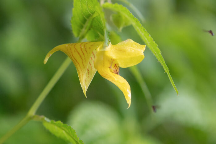 Arunachal plant (Impatiens)