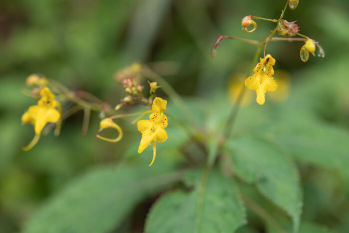 Impatiens racemosa