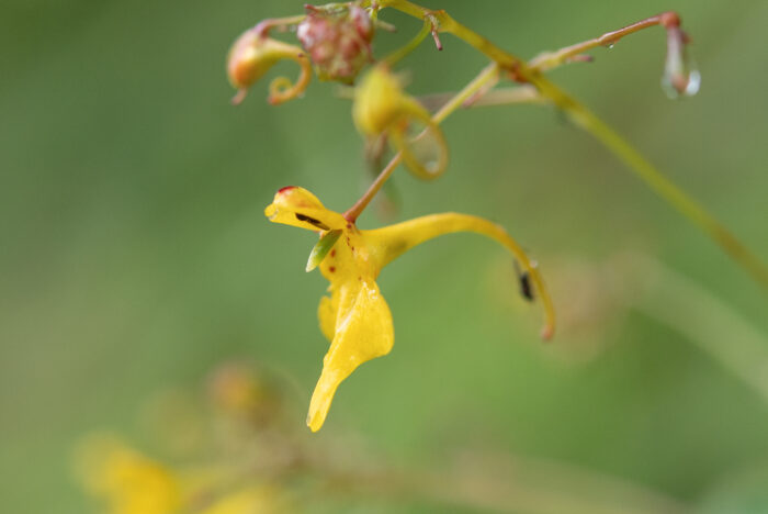 Impatiens racemosa