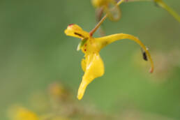 Impatiens racemosa