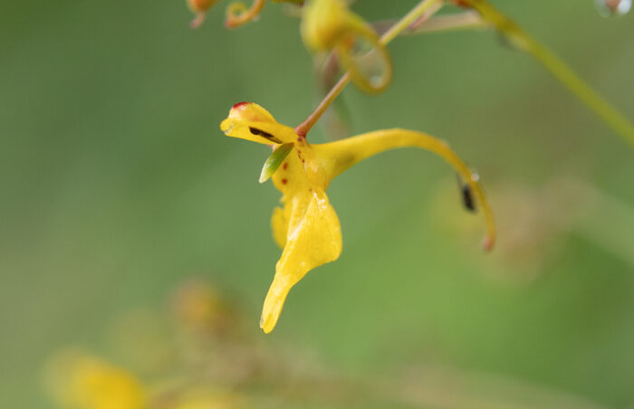 Impatiens racemosa