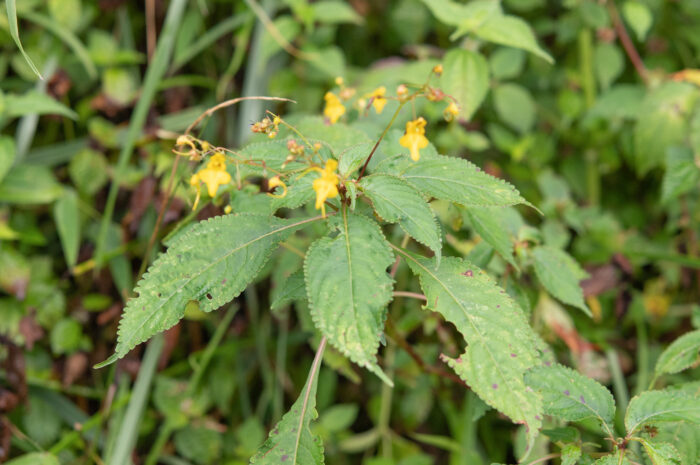 Impatiens racemosa