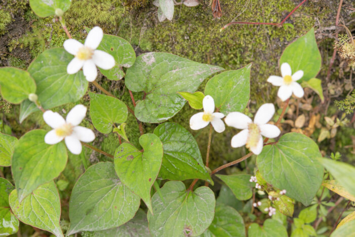 Chameleon Plant (Houttuynia cordata)