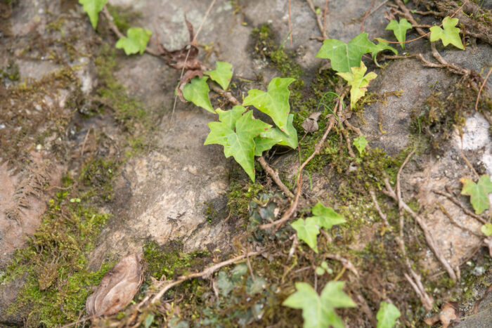 Himalayan Ivy (Hedera nepalensis)