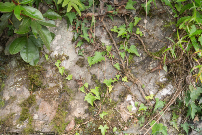 Himalayan Ivy (Hedera nepalensis)