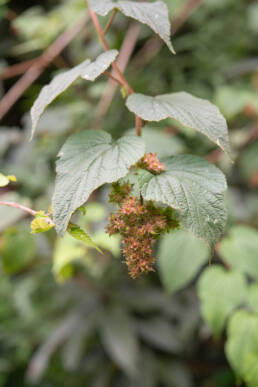 Arunachal plant (Rubus)