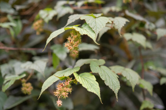 Arunachal plant (Rubus)