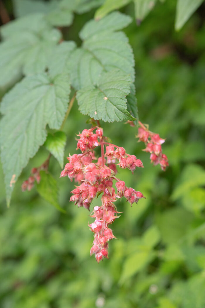 Arunachal plant (Rubus)