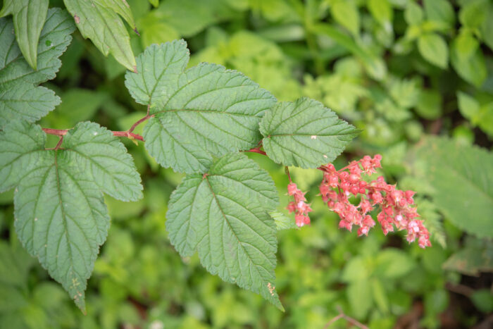 Arunachal plant (Rubus)