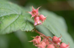 Arunachal plant (Rubus)