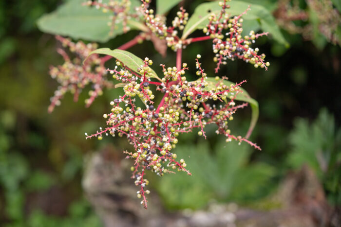 Himalayan Knotweed (Koenigia polystachya)