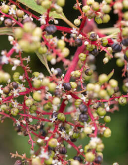 Himalayan Knotweed (Koenigia polystachya)