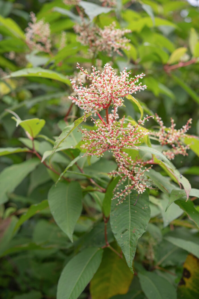 Himalayan Knotweed (Koenigia polystachya)