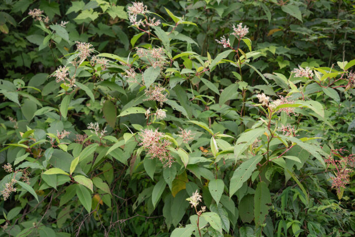 Himalayan Knotweed (Koenigia polystachya)