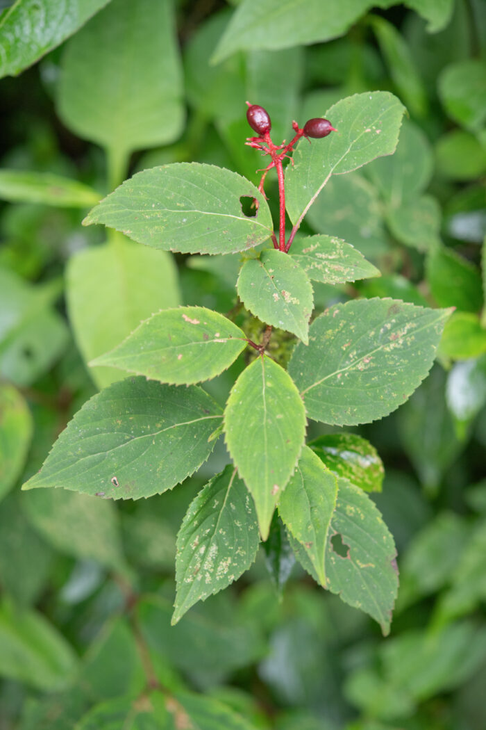 Reddish viburnum (Viburnum erubescens)