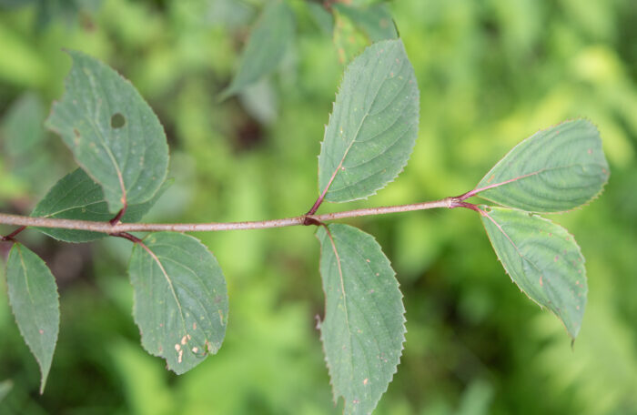 Reddish viburnum (Viburnum erubescens)