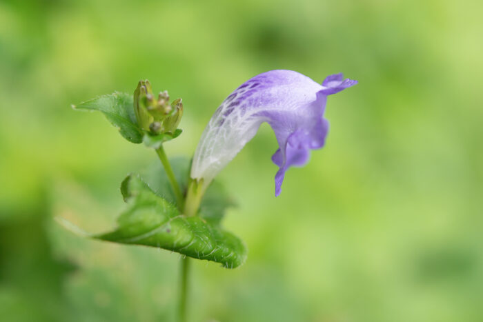 Arunachal plant (Strobilanthes)