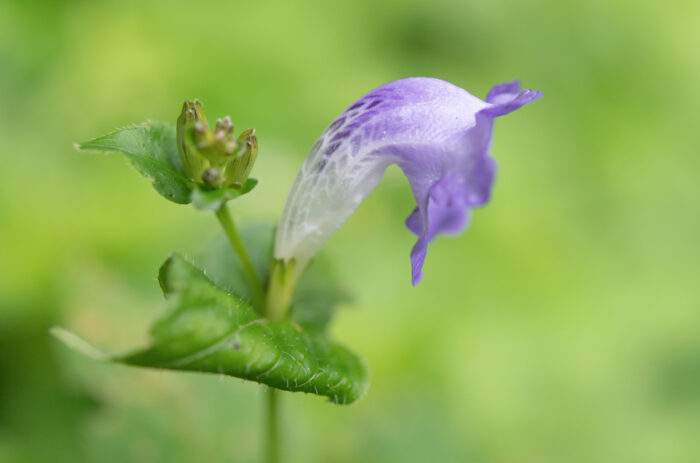 Arunachal plant (Strobilanthes)