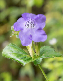 Arunachal plant (Strobilanthes)