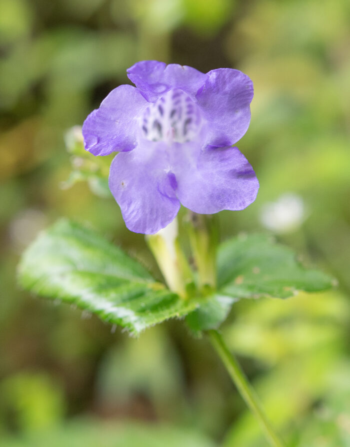 Arunachal plant (Strobilanthes)