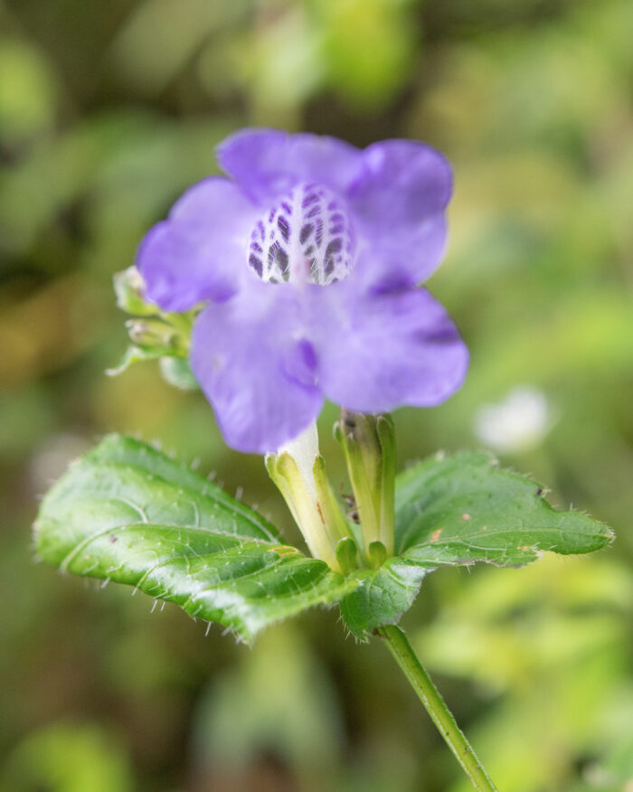 Arunachal plant (Strobilanthes)