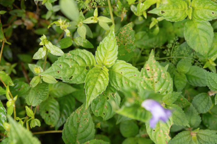 Arunachal plant (Strobilanthes)