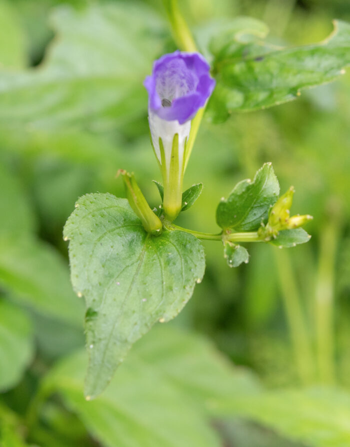 Arunachal plant (Strobilanthes)