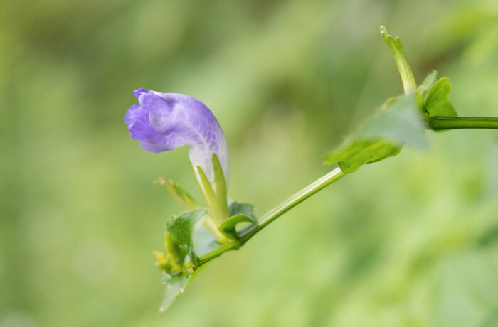 Arunachal plant (Strobilanthes)