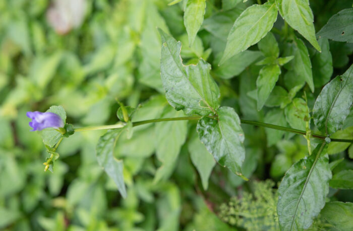 Arunachal plant (Strobilanthes)