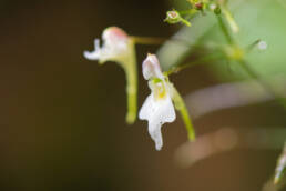 Impatiens radiata