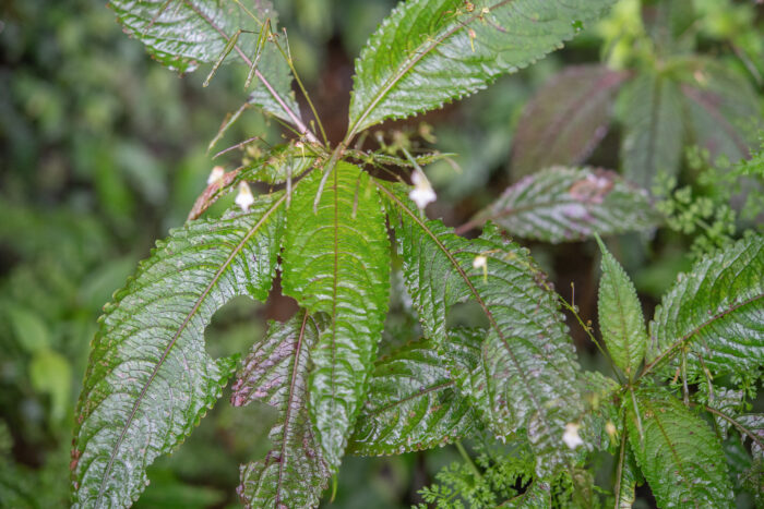 Impatiens radiata