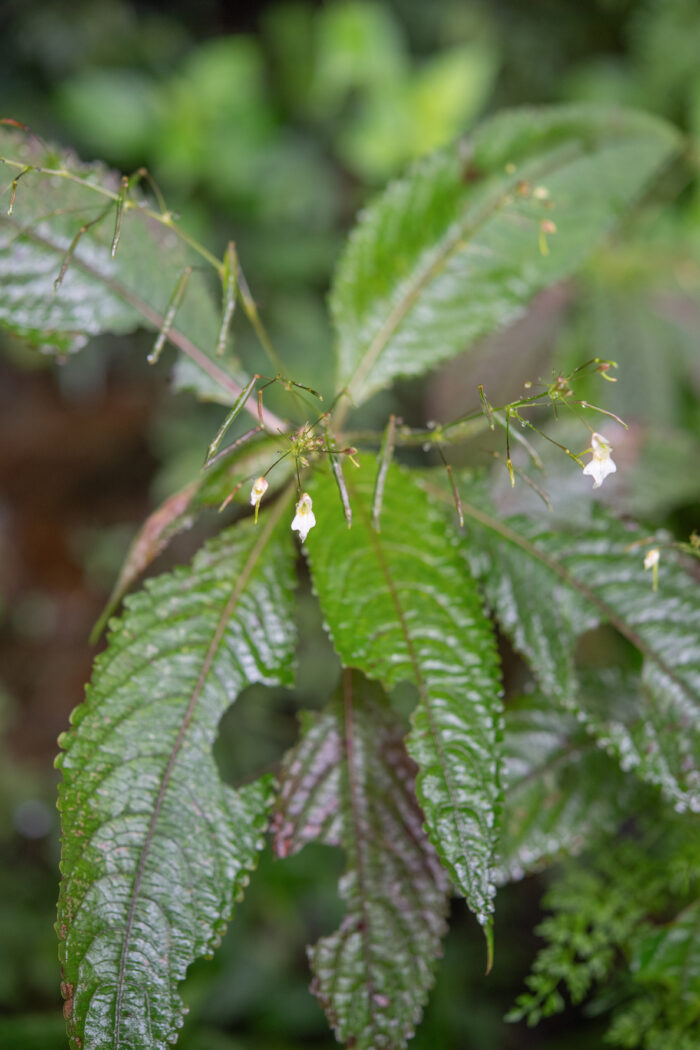 Impatiens radiata