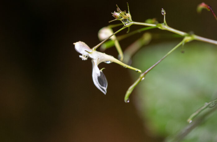 Impatiens radiata