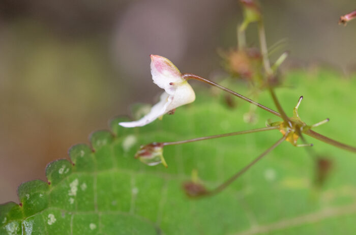 Arunachal plant (Impatiens)