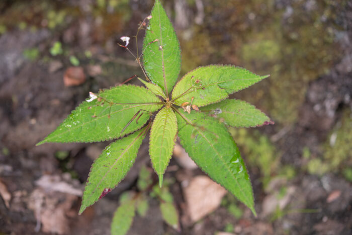 Arunachal plant (Impatiens)