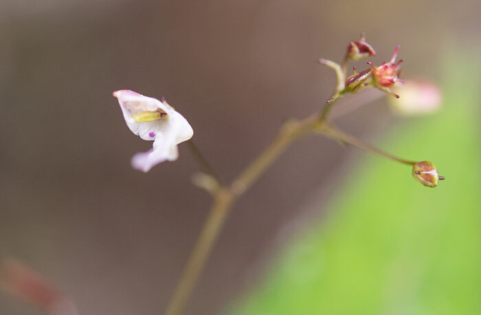 Arunachal plant (Impatiens)