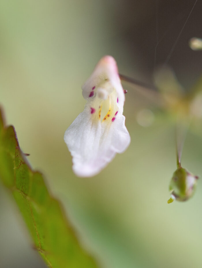 Arunachal plant (Impatiens)