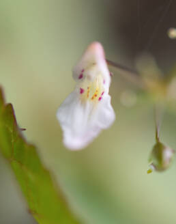 Arunachal plant (Impatiens)