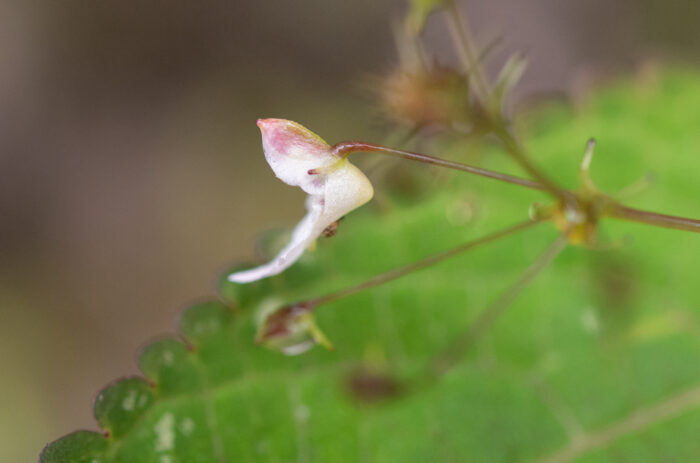 Arunachal plant (Impatiens)