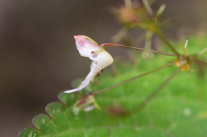 Arunachal plant (Impatiens)